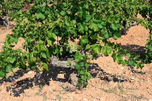 Agricultura Rural Vinos Racimos Uvas Árboles —  Fotos de Stock