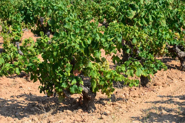 Agricultura Rural Vinhos Cachos Uvas Árvores — Fotografia de Stock