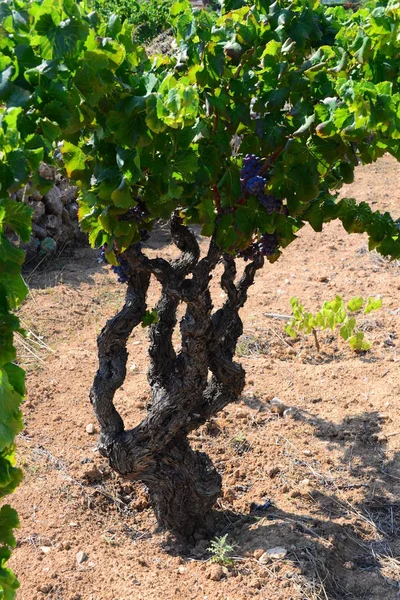 Rolnictwo Wiejskie Grona Winogron Drzew — Zdjęcie stockowe