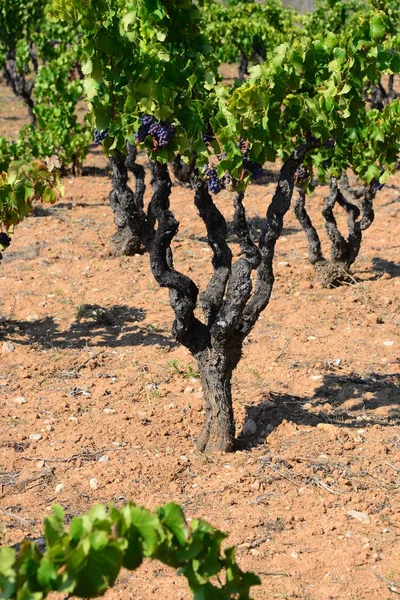 Kırsal Tarım Şaraplar Üzümler Ağaçlar — Stok fotoğraf