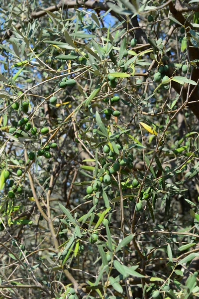 Оливкове Дерево Листя Флора — стокове фото