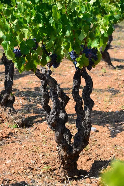 田舎の農業 ブドウのワインの束 — ストック写真