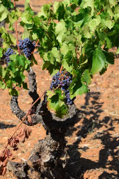 Agricultura Rural Vinhos Cachos Uvas Árvores — Fotografia de Stock