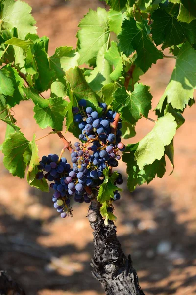 Agricultura Rural Vinos Racimos Uvas Árboles — Foto de Stock