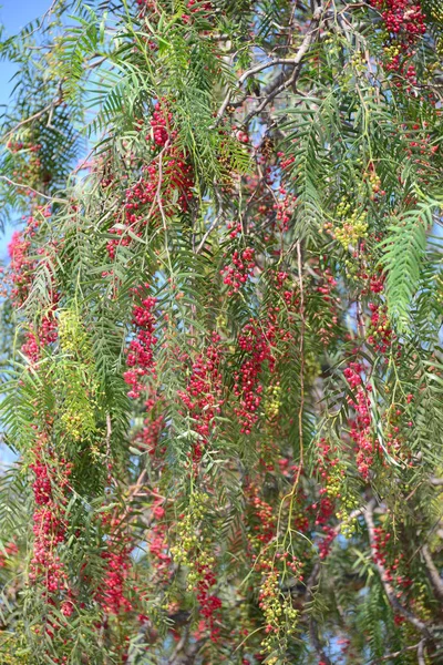 Pepper Tree Organic Environment — Stock Photo, Image