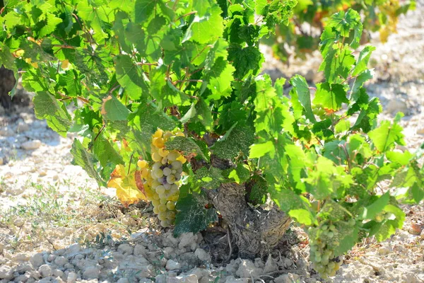 Agricoltura Campagna Vini Grappoli Uva Alberi — Foto Stock