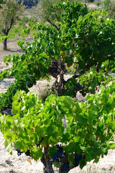 Landbouw Het Platteland Trossen Druiven Bomen — Stockfoto