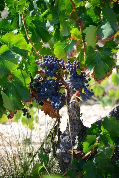 Wijngaarden Landbouwbedrijven Het Platteland — Stockfoto