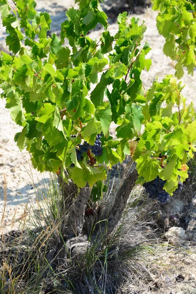 Växthus Spanien — Stockfoto