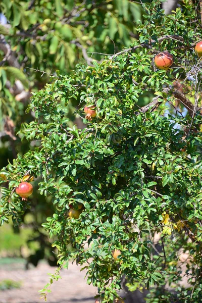Pomegranate Tree Spain — Stock Photo, Image