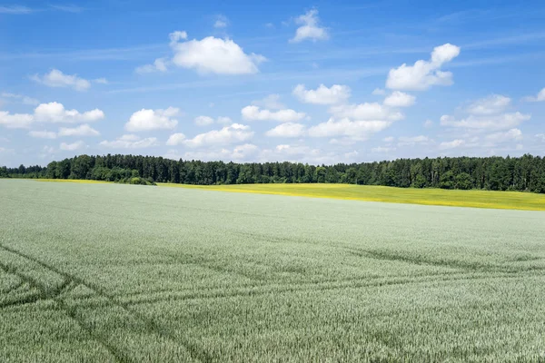 Vista Sobre Gran Campo Grano Con Trigo Verde Paisaje Rural — Foto de Stock