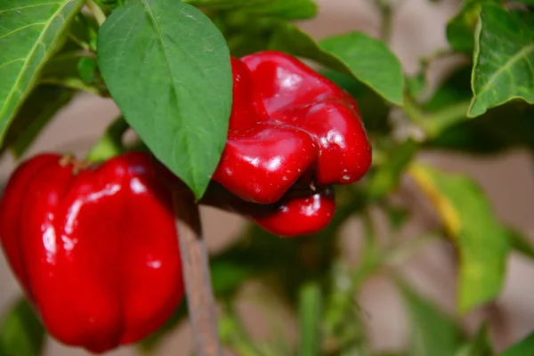 Paprika Kweken Plant Voedselplant — Stockfoto