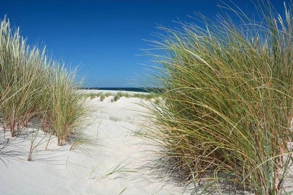 Duna Grama Ilha Mar Norte Sylt — Fotografia de Stock