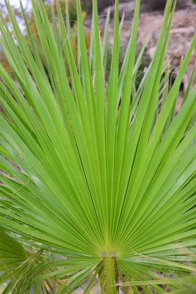 Folhas Palma Espanha — Fotografia de Stock