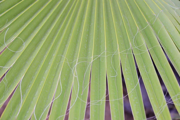 Palmové Listy Španělsku — Stock fotografie