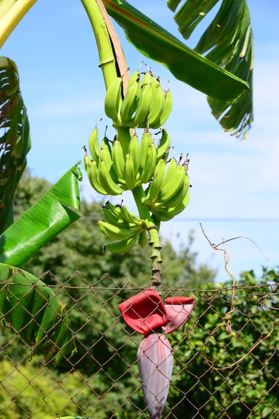 Banano Albero Frutto Foglie Verdi — Foto Stock