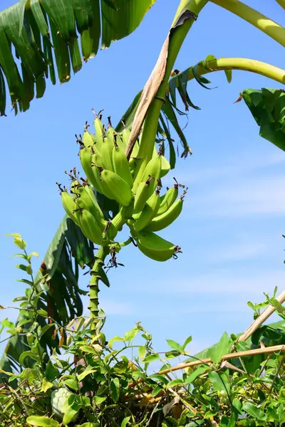 바나나 과일나무 — 스톡 사진
