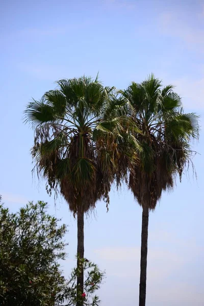 Пальмове Листя Іспанії — стокове фото