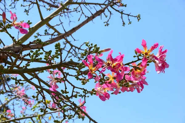Kwiat Drzewa Butelki Hiszpanii — Zdjęcie stockowe