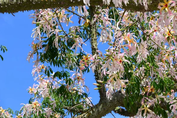 Flor Árbol Botella España — Foto de Stock