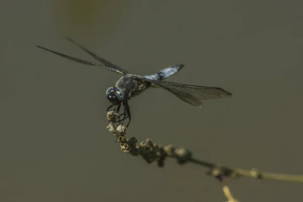 Entomológia Odonata Szitakötő Rovar — Stock Fotó