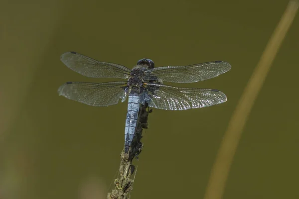 Entomologie Odonata Insecte Libellule — Photo