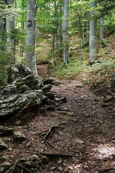 ハイキングコースのある森ハイキングや遠足のためのトレイルのある木 — ストック写真