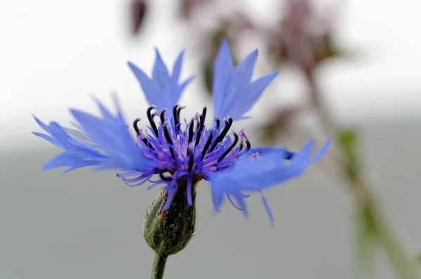 Cornflower Kornblumenfeld Field Flowers Botany — Stock Photo, Image