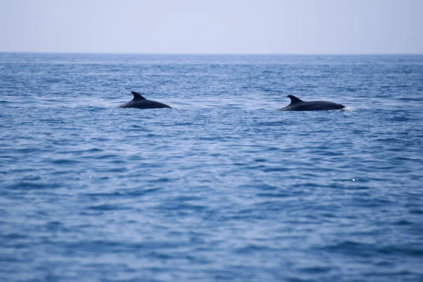 Delfines Mar — Foto de Stock