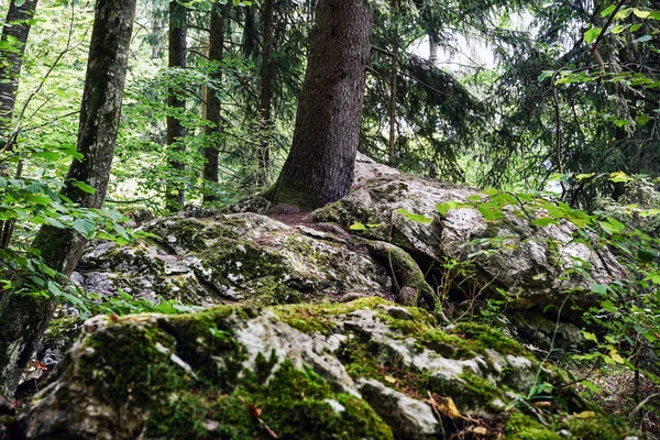 Floresta Conífera Com Pedras Cobertas Musgo — Fotografia de Stock