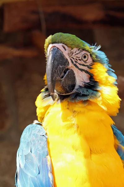 Güzel Papağanın Yakın Görüntüsü — Stok fotoğraf