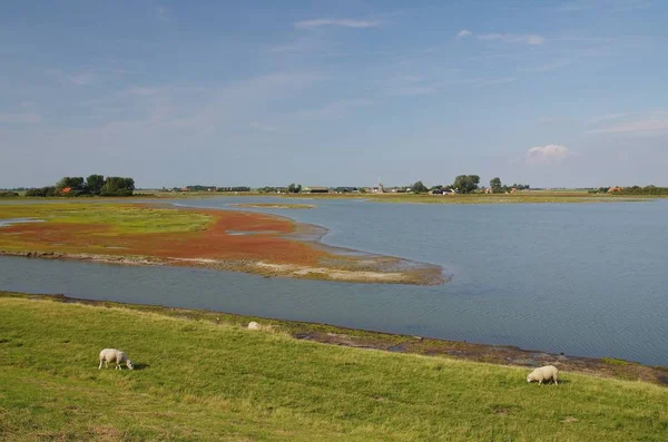 Oosterschelde Nasjonalpark Ved Morianshoofd Schouwen Duiveland Sørlig Underland – stockfoto