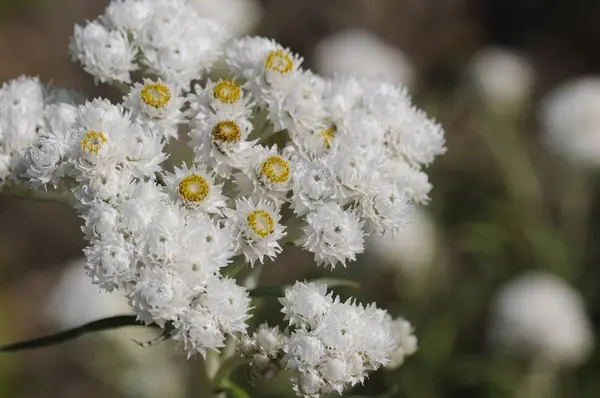 Krásný Botanický Záběr Přírodní Tapety — Stock fotografie