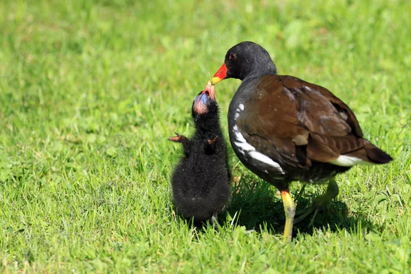 Unga Djur Selektivt Fokus — Stockfoto