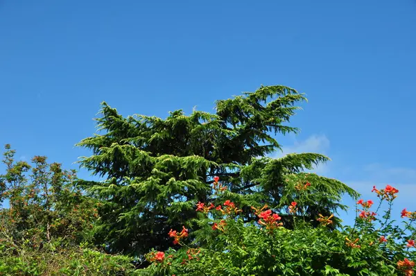 Mooi Botanisch Schot Natuurlijk Behang — Stockfoto