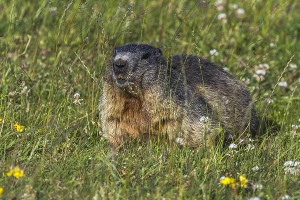 Marmot Groundhog Hewan Hewan Pengerat — Stok Foto