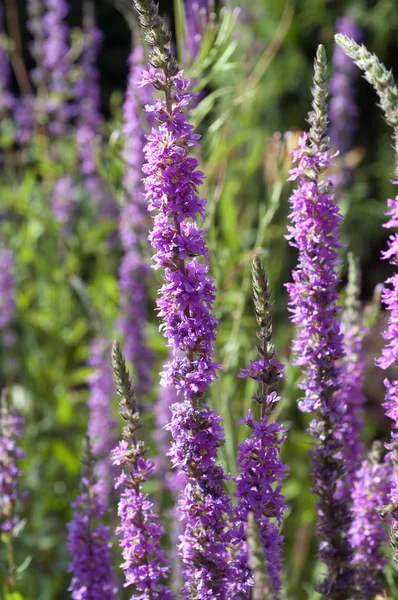 Krásný Botanický Záběr Přírodní Tapety — Stock fotografie