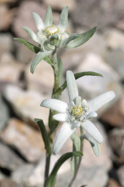 Petali Fiori Selvatici Bianchi Stella Alpina — Foto Stock