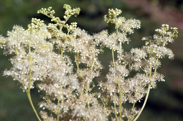 Belles Fleurs Concept Floral Fond Nature — Photo