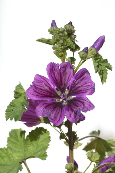 Paarse Bloemen Een Witte Achtergrond — Stockfoto