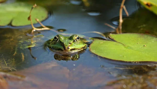 Sapo Lagoa Pelophylax Esculentus Com Pulgão Nariz Entre Almofadas Lírio — Fotografia de Stock