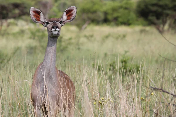 Kudu Antelope Animals Nature Fauna — 스톡 사진