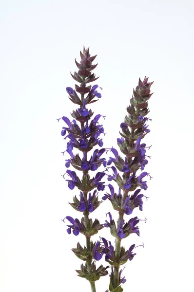 Salvia Nemorosa Ostfriesland Steppensalbei — Stock Photo, Image