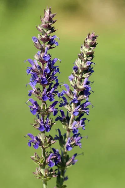 Salvia Nemorosa Ostfriesland Sztyeppzsálya — Stock Fotó