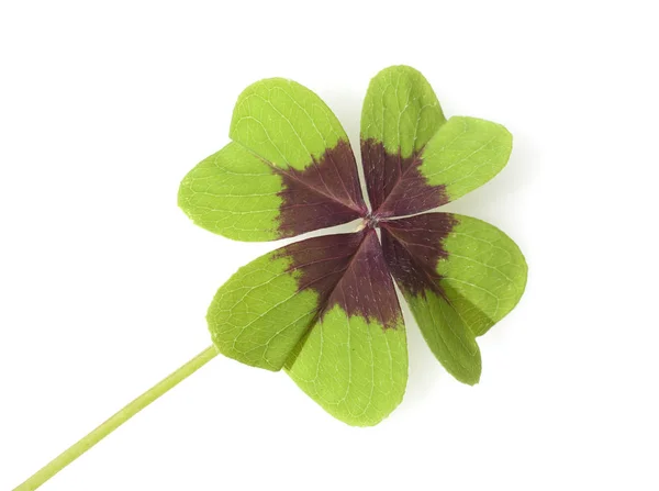 Gluecksklee Oxalis Tetraphylla Vierblaettriger Sauerklee — Foto de Stock