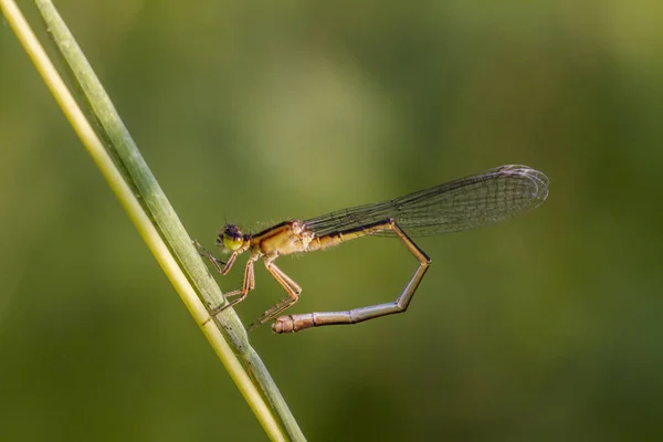 Entomologia Odonata Insetto Libellula — Foto Stock