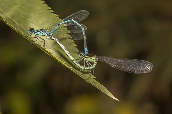 Böcekbilim Odonata Yusufçuk Böceği — Stok fotoğraf