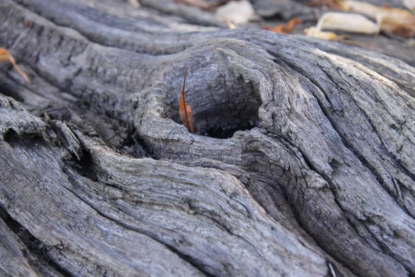 Log Gnarled Deitado Chão — Fotografia de Stock