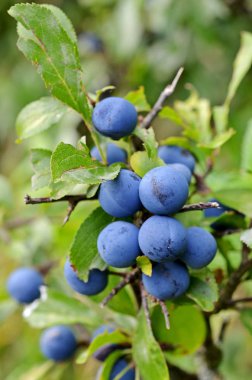 Berries closeup shot, healthy food concept clipart