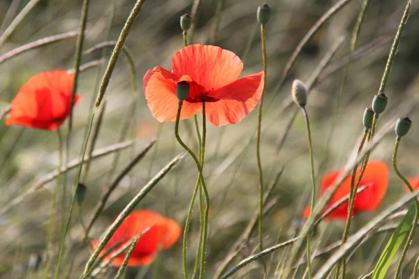 Mooie Klaprozen Bloemen Achtergrond — Stockfoto